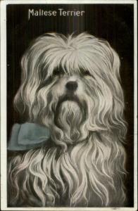Maltese Terrier Dog Ribbon Collar c1910 Postcard