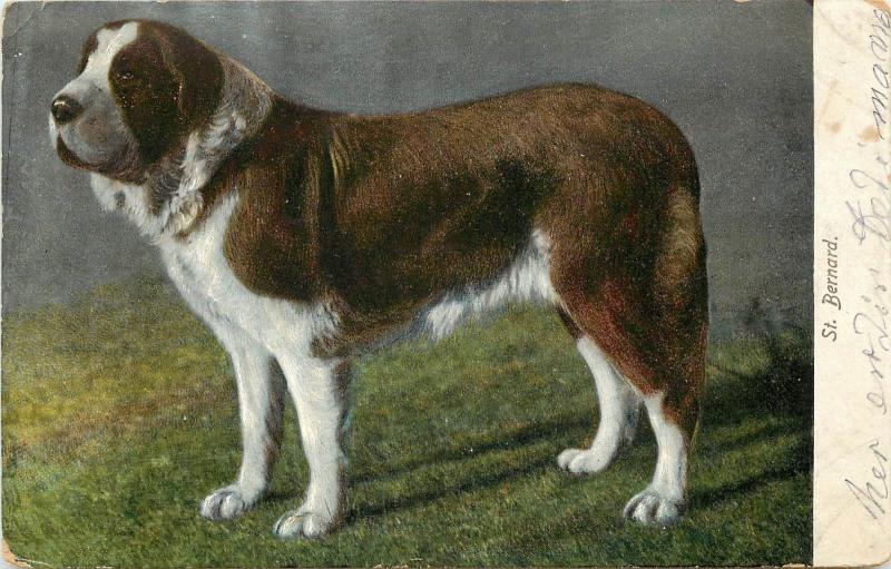 1901-1907 Printed Postcard posted St. Bernard Dog I C P & N Co. Germany