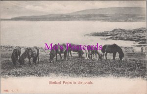 Animals Postcard - Shetland Ponies in The Rough, Scottish Wildlife  RS37495