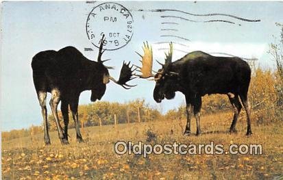 Alberta, Canada Alberta Game Farm, Moose 1978 postal marking on front