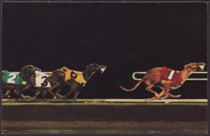 Greyhound Racing in Arizona Postcard