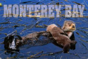 Seal Otters at Monterey Bay California