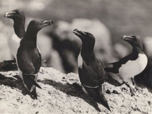 Razorbills Vintage Rare Postcard