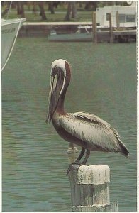 Brown Pelican, Everglades National Park, Florida, 1978 Chrome Postcard