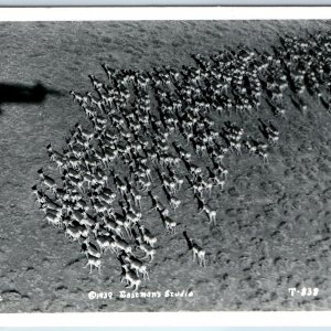 1939 Western US RPPC Antelope Herd Aerial View from Airplane Shadow Eastman A205