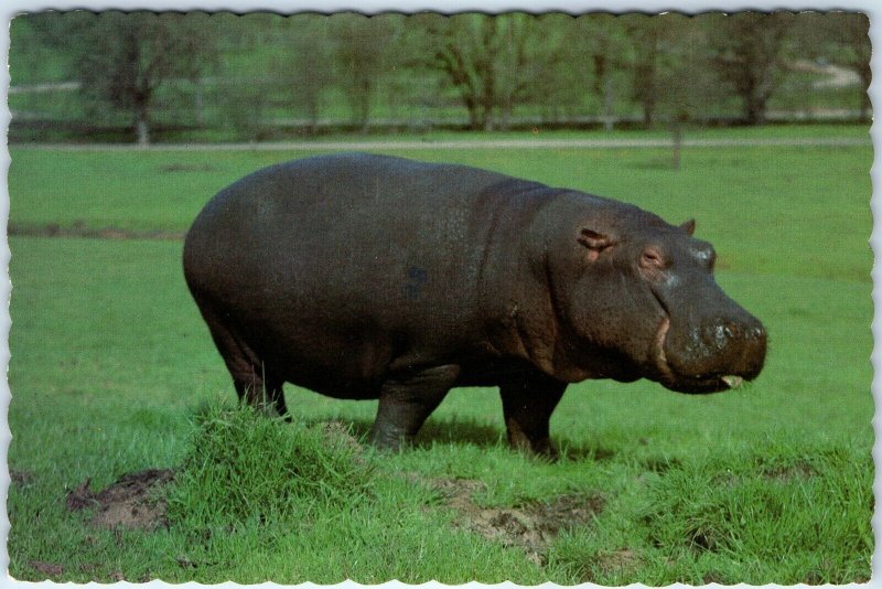 c1980s Pub. Winston, OR Hippopotamus Wildlife Safari Zoo Park Hippo 4x6 PC M15