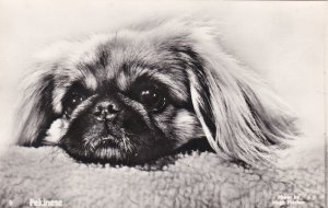 Dogs The Pekinese Real Photo