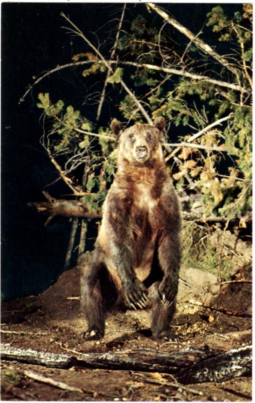 Haynes 65 SERIES #005, Grizzly Bear, Yellowstone National Park