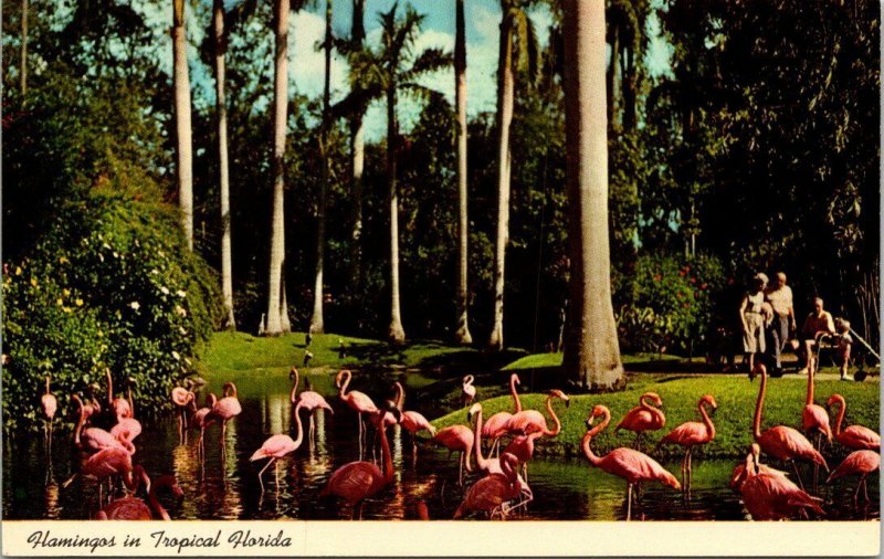 Vintage Postcard Flamingos In Tropical Florida Sarasota Jungle Gardens 1488