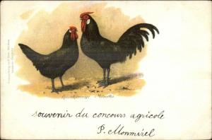 Chickens Rosenkammige Minorka c1900 Postcard - German Lithograph