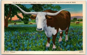 M-3552 A Texas Long Horn Steer in a Field of Blue Bonnets The State Flower of...
