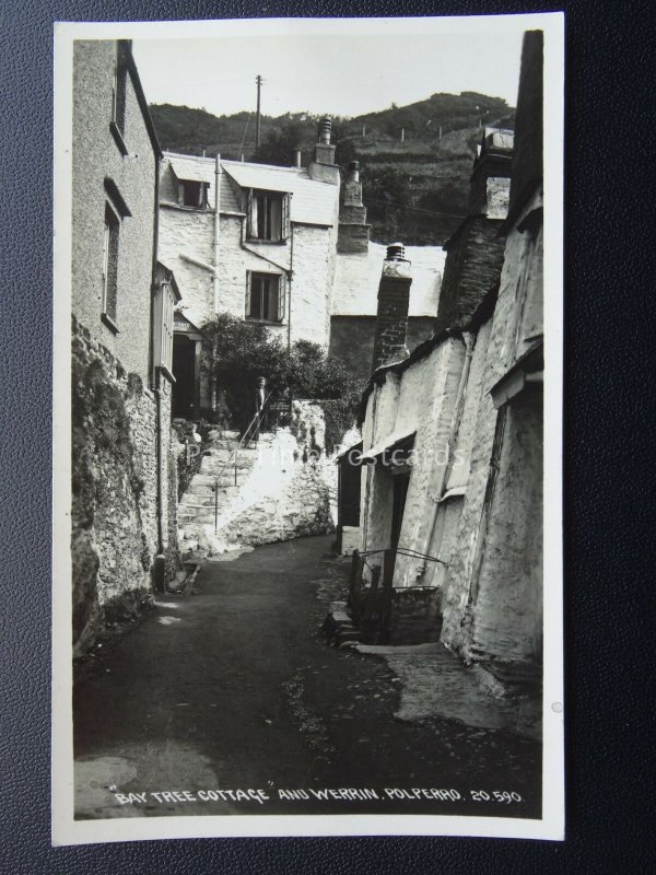 Devon POLPERRO The Bay Tree Cottage & Werrin c1950's Postcard 20590