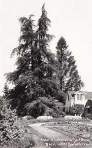 California Santa Rosa Cedar Of Lebenon Where Luther Burbank Is Buried Real Photo