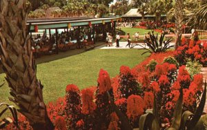 Vintage Postcard Tropical Planting Garden In front Main Admin. Silver Springs FL