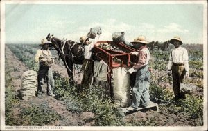 Farming Potato Sorter & Sacker 13221 Detroit Publishing c1910 Postcard