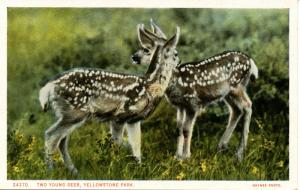 WY - Yellowstone National Park. Two Young Deer    (Haynes)