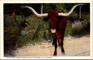 Texas Longhorn Steer
