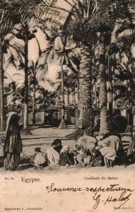 Egypt Date Picking Vintage Postcard 08.99