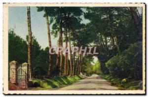 Old Postcard A Noirmoutier Allee du Bois