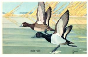 13821  Scaup Duck   America's Wildlife Resorces Wildlife series