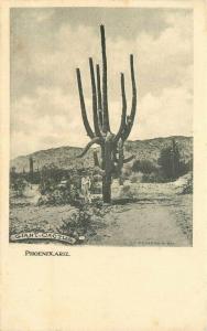 C-1908 Giant Cactus Phoenix Arizona RPPC Photo Postcard undivided 4114