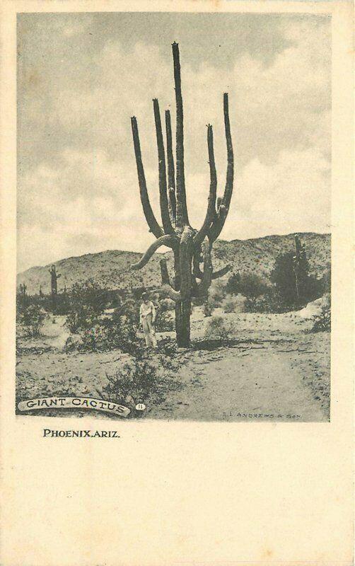 C-1908 Giant Cactus Phoenix Arizona RPPC Photo Postcard undivided 4114