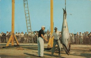 Tuna Tournament Weigh In Galilee Fishing Village Rhode Island Postcard 2R3-271 