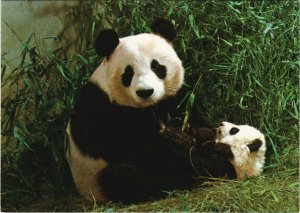 CPA Giant Pandas CHINA (669035)