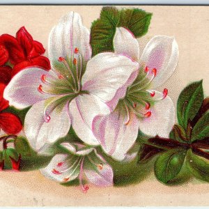 c1880s Beautiful Lily Flowers Stock Trade Card Nice Lithography Scrapbooking C35