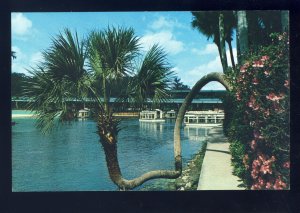 Silver Springs, Florida/FL Postcard, The Lucky Palm, Glass Bottom Boats