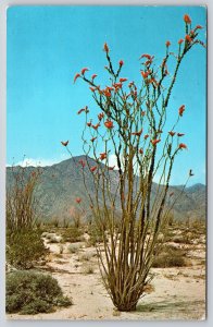 Flowers~Ocotillo~Semi-Succulent Desert Plant w/Red Tubular Flowers~Vintage PC