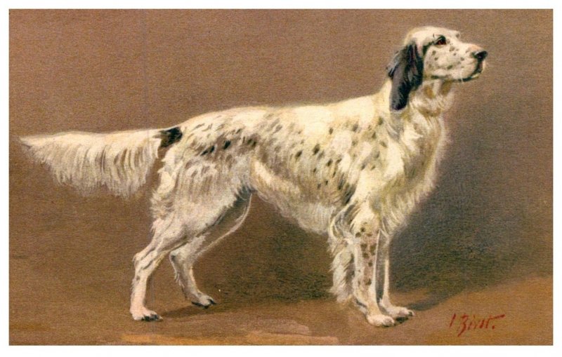 Dog , English setter