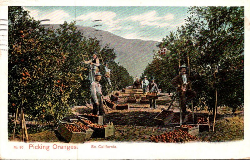 California Picking Oranges In Southern California 1910