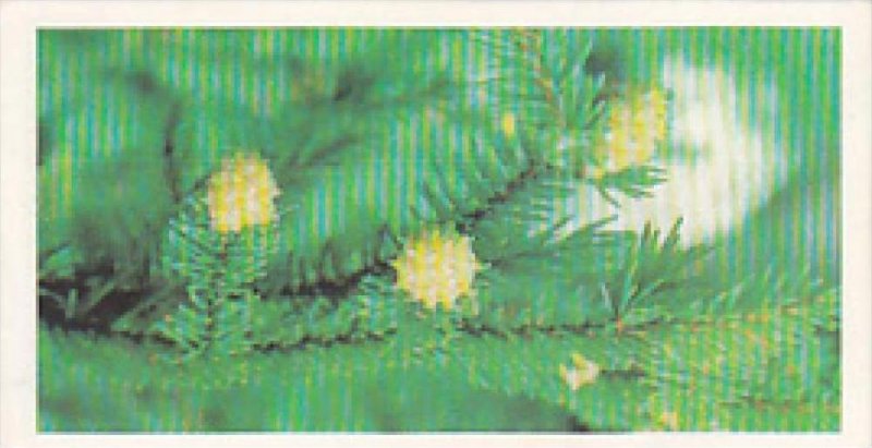 Brooke Bond Vintage Trade Card Woodland Wildlife 1980 No 35 Pineapple Gall