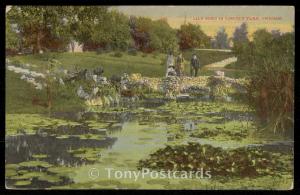 Lilly Pond in Lincoln Park