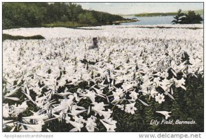 A Lily Field Bermuda