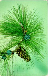 North Carolina Long Leaf Pine Branch Postcard Used (29153)