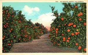 Vintage Postcard An Orange Grove California Orange Farming Farm Produce Fresh
