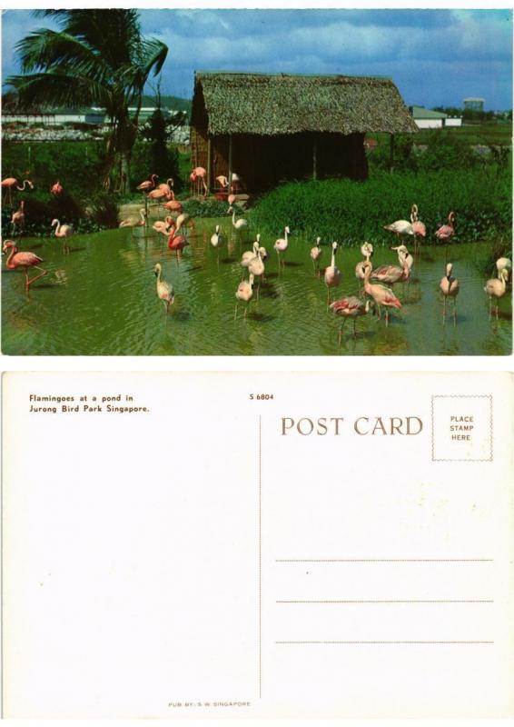 CPM  Singapore - Flamingoes at a pond in Jurong Bird Park  (694583)