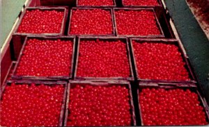 Wisconsin Door County Cherries