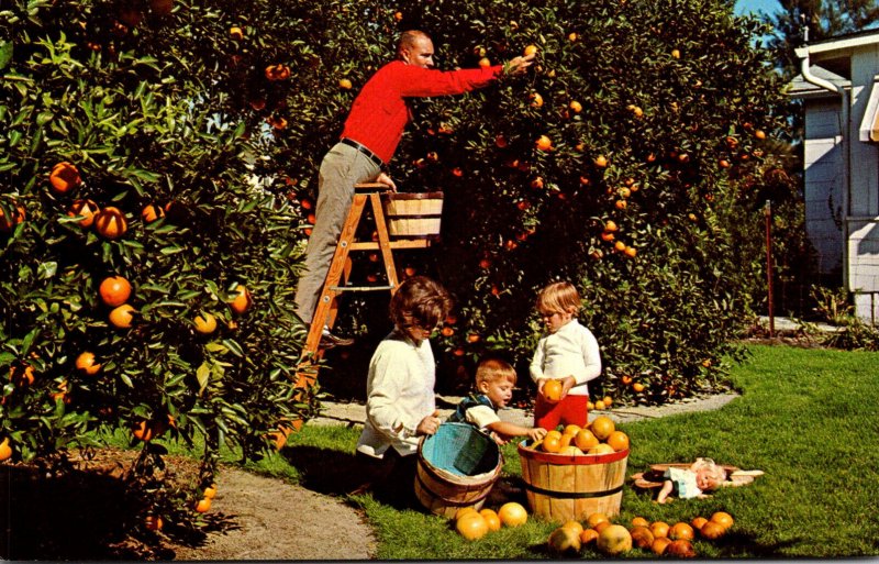 Florida Picking Oranges In Your Own Backyard