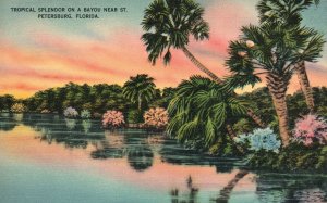 Tropical Splendor on Bayou Flowers Near ST. PETERSBURG Florida Vintage Postcard