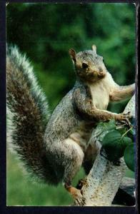 Grey Squirrel BIN