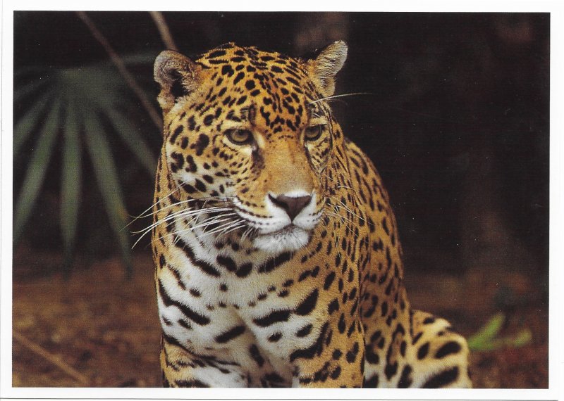 US Exotic Wildlife  Unused - Jaguar.  Beautiful.