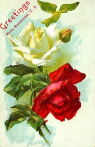 New Jersey Greetings From Hammonton With Roses 1907