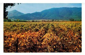 CA - Napa Valley & Sonoma Valley Vineyards