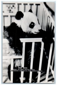 The Chicago Zoological Park Giant Panda Animal Brookfield IL RPPC Photo Postcard