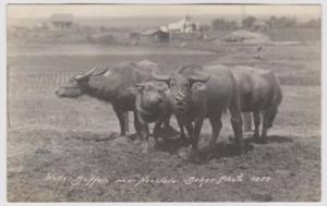 Honolulu Hawaii Water Buffalo Early 1900's RPPC