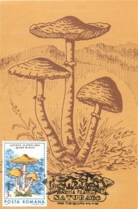 Romania set of 11 maximum cards 1988 mushrooms that can be eaten topic postcards 