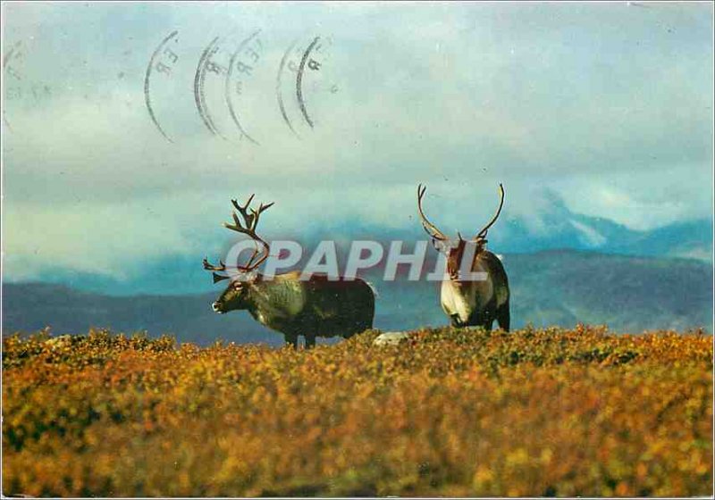 Postcard Modern Reindeer Norway